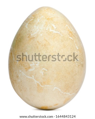 Egg of African Penguin, Spheniscus demersus, in front of white background