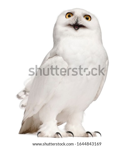 Male Snowy Owl, Bubo scandiacus, 8 years old, in front of white background