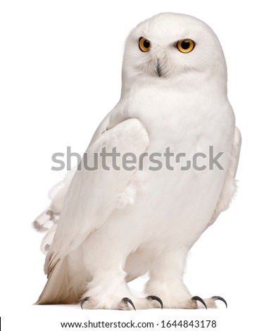 Male Snowy Owl, Bubo scandiacus, 8 years old, in front of white background