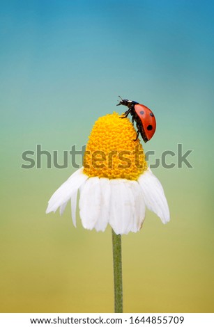 Ladybug sitting on a daisy flower in a spring day. Macro picture with beautiful background.