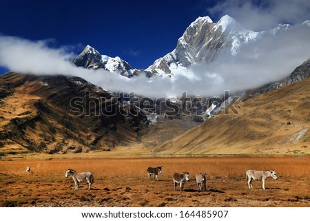 Donkeys in Cordiliera Huayhuash, Laguna Jahuacocha, Peru, South America