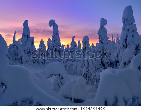 Sunrise in a winter snowy forest in northern Finland