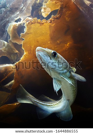 Atlantic cod underwater (gadus morhua).