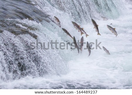 Salmon Jumping Up the Brooks Falls at Katmai National Park, Alaska Royalty-Free Stock Photo #164489237