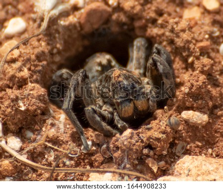 Anjar, Lebanon - famous for its Umayyad Caliphate ruins, a Unesco World Heritage Site, the village of Anjar presents hides a lot of wildlife among its ruins, like this funny spider in the picture