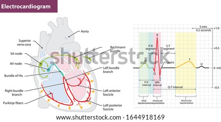 Electrocardiogram Structure of the heart. Heart movement Royalty-Free Stock Photo #1644918169