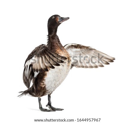 Baer's pochard spreading his wings, Duck, bird, isolated on white