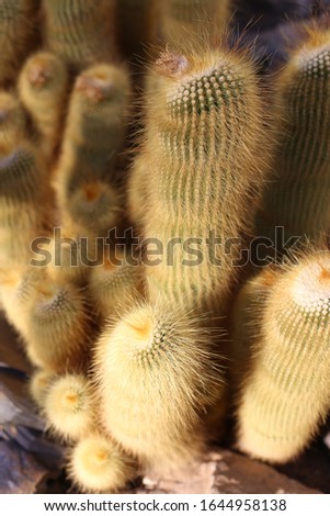 Close up indoor view of leninghausii notocactus plant, cactaceae family in a french greenhouse. Succulent plant with pattern of harmless golden spines. Natural picture.