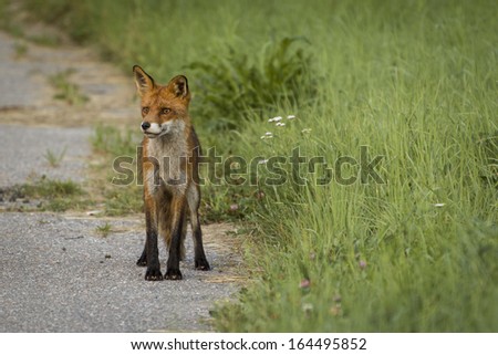 Wild young fox