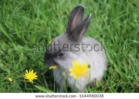 a picture of a mini Rex rabbit eating grass 
