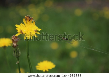 a close up picture of a dandelion with a spiderweb attached to it 