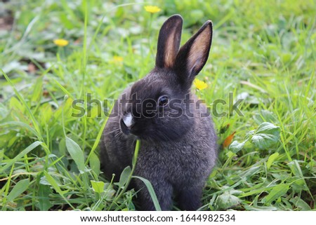 a picture of a mini Rex rabbit eating grass in the morning 