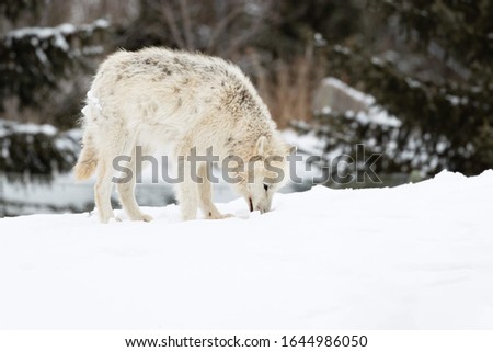This up-close photo of arctic wolf is one of my favorite animal pictures that I have photographed. I have always challenged myself to do things in order to get out of my comfort zone. This collection 