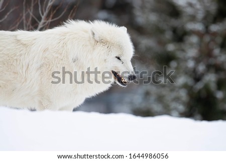 This up-close photo of arctic wolf is one of my favorite animal pictures that I have photographed. I have always challenged myself to do things in order to get out of my comfort zone. This collection 
