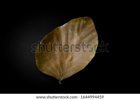 Dry Leaf Detail On Black Background