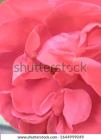 abstract of view of petals of red flowers in background