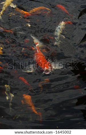 Koi fish in the pond