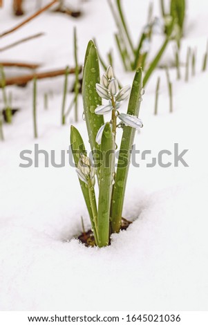 the first spring flowers under the snow scilla