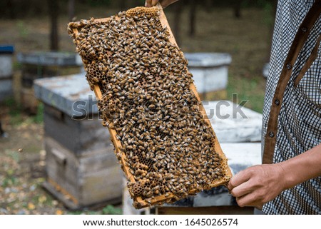 Beekeeper and bees on honeycomb. Beekeeper holding a honeycomb full of bees.