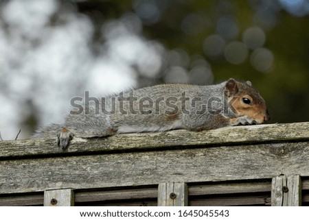 An Eastern Grey Squirrel (Sciurus carolinensis) laying down atop a wooden trellis.