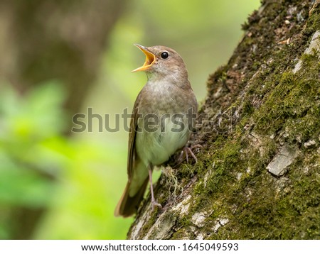 The thrush nightingale (Luscinia luscinia), also known as the sprosser, is a small passerine bird family Muscicapidae. Royalty-Free Stock Photo #1645049593