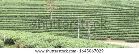 Nature panorama photography of authentic organic green tea leaves farm business background with row of irrigation sprinkler in Chiang Rai province Northern path of Thailand.