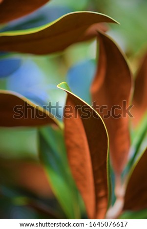 Magnolia Leaves, Green and Brown. 