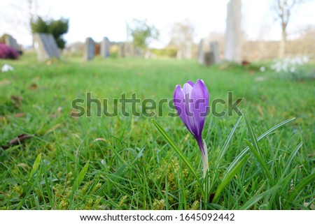 Beautiful purple violet crocus flower growing on green grass for background use. Space to add text on blurry green grass field with some small white flowers blooming. Winter, spring season concept.