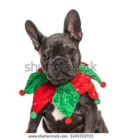 Headshot of a French Bulldog wearing a joker collar, isolated on white
