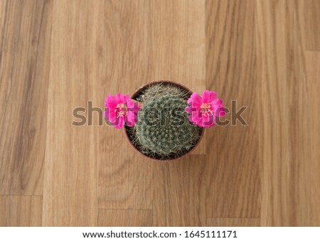 Rebutia cylindrica in bloom, with pink flower, Rebutia is a genus of flowering plants in the family Cactaceae, native to Bolivia and Argentina. Royalty-Free Stock Photo #1645111171