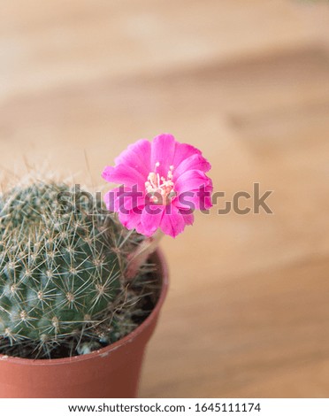 Rebutia cylindrica in bloom, with pink flower, Rebutia is a genus of flowering plants in the family Cactaceae, native to Bolivia and Argentina. Royalty-Free Stock Photo #1645111174