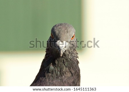 A head shot of a Feral Pigeon (Columba livia domestica).