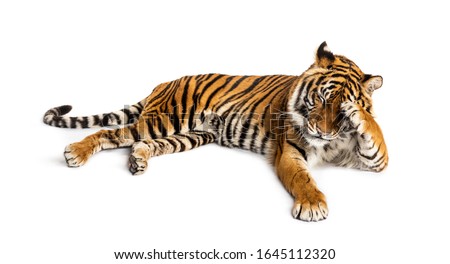 Shy tiger lying down, big cat,