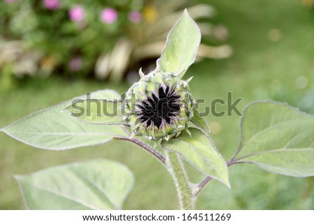 The Picture of Sunflower not blooming in the garden.