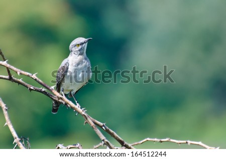 Northern Mockingbird Perched in a Tree