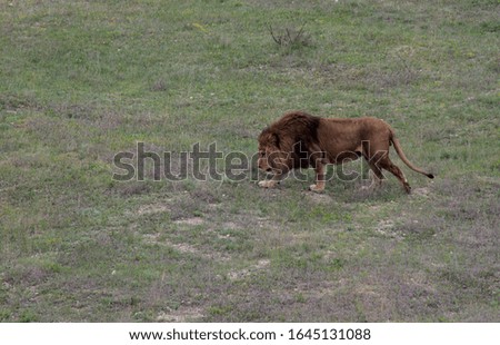 Lion in a zoo in the city of Belogorsk (Crimea, Crimean peninsula).
