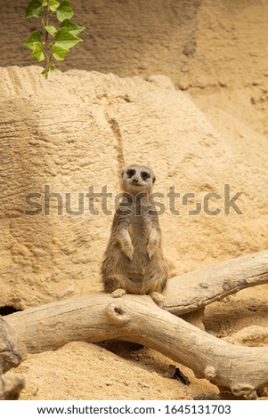 The picture of the meerkat in wildlife