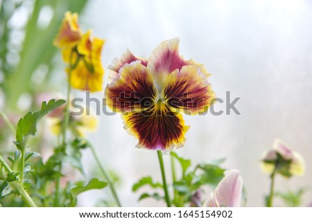 Viola plant with multicolor flowers , Viola, Common Violet, Viola tricolor, pansy flowers,  viola wittrockiana