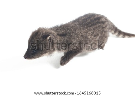 The baby small Indian civet (Viverricula indica) is a civet native to South and Southeast Asia. isolated on white background