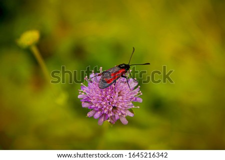 Butterfly black-winged with red spots sits on a clover flower on a summer day