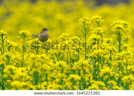 A prinia is a small bird usually seen in paddy fields and other agricultural areas. During winter they are often seen in mustard fields full of flowers with bright yellow color as shown in this photo.
