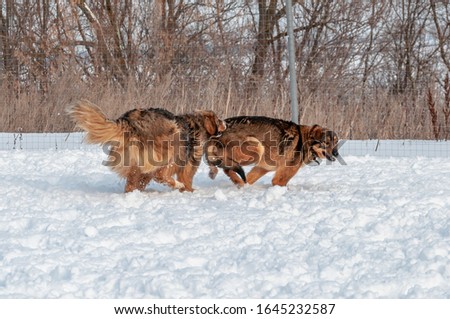 Two big beautiful red dogs are rushing one after the other through the snow. The first one looks back with her tail between her legs