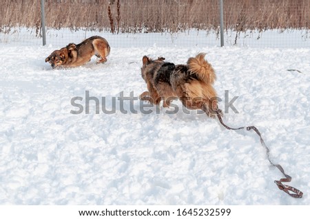 Two big beautiful red dogs play in the snow. One is rapidly approaching the other, ready to run away at any second.