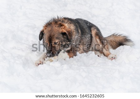 Dog bites a bone lying in the fluffy snow
