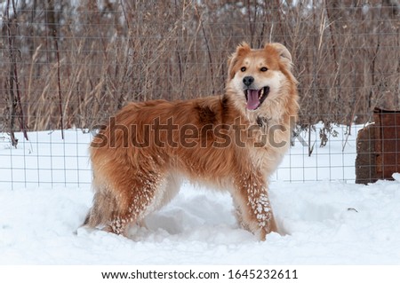 A large red dog stands with its mouth open and looks into the distance on the snow-covered territory
