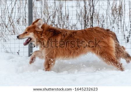 A beautiful red dog runs with its mouth open in the loose snow
