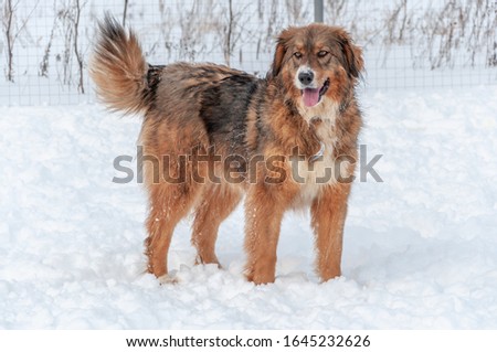 A large, beautiful red dog stands with its bushy tail raised and looking into the distance, on the loose white snow