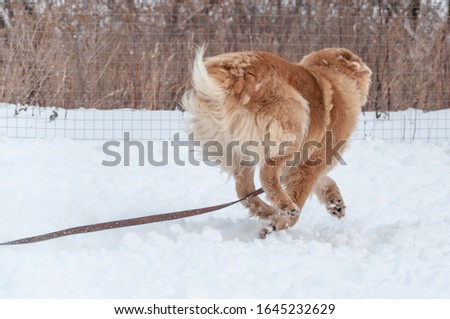 A big red dog scurries away through the loose snow. She's trailing her leash