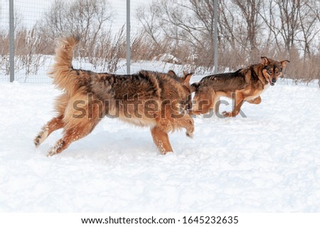 Two big beautiful dogs play funny in the snow covered area