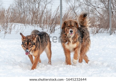 Two large beautiful red dogs walk towards the camera on the ground covered with loose snow